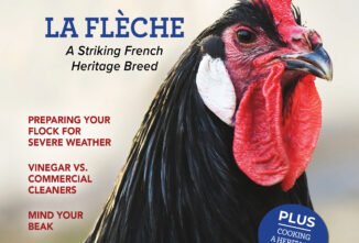 Backyard Poultry — October/November 2025